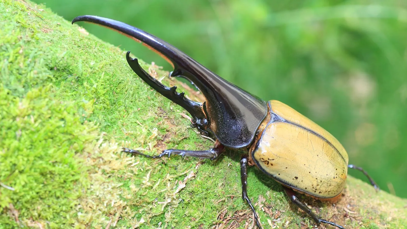 A male Hercules beetle with olive-yellow wing cases and a long black pincer-like horn on a mossy log