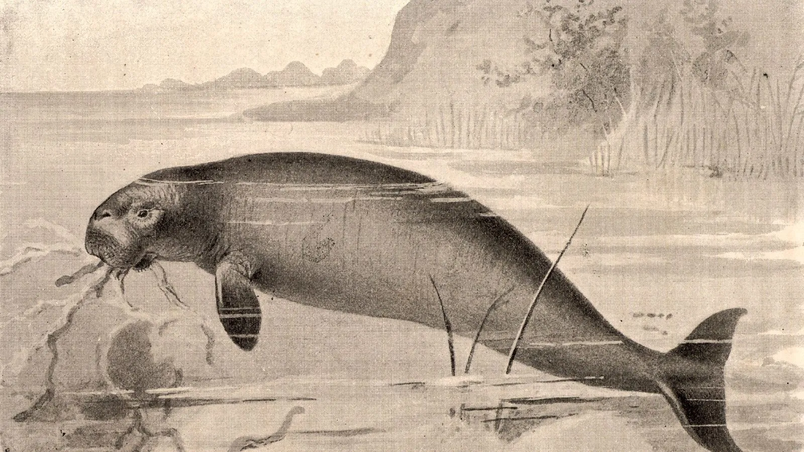 An old printed illustration of a Steller's sea cow, a huge manatee-like animal with a forked tail, feeding on seaweed in shallow water