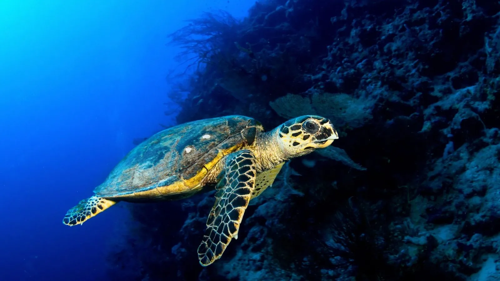 A hawksbill sea turtle with a patterned shell and scaled flippers swimming beside a dark reef wall