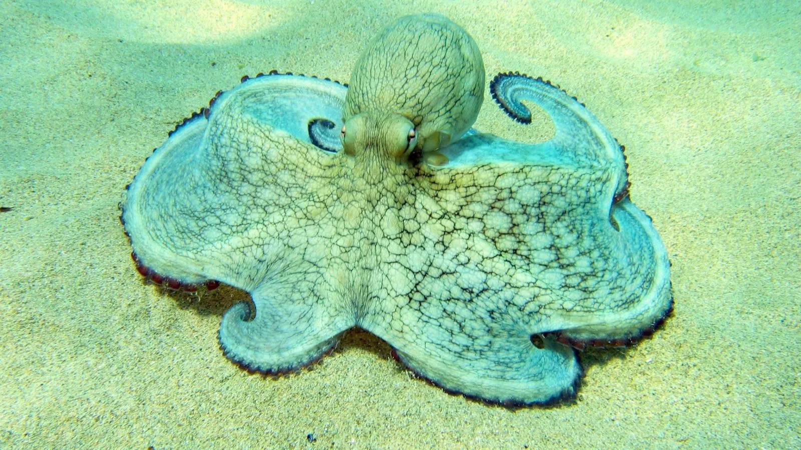 An octopus spread flat on pale sand, its skin a pale green with a dark net-like pattern matching the sea floor