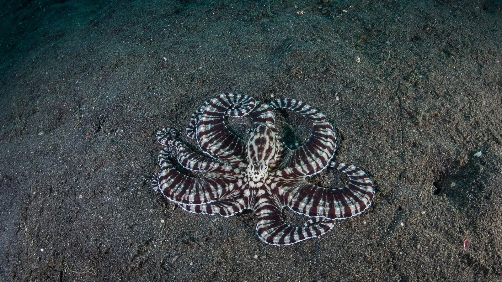 A mimic octopus with brown and white striped arms spread out over dark sand