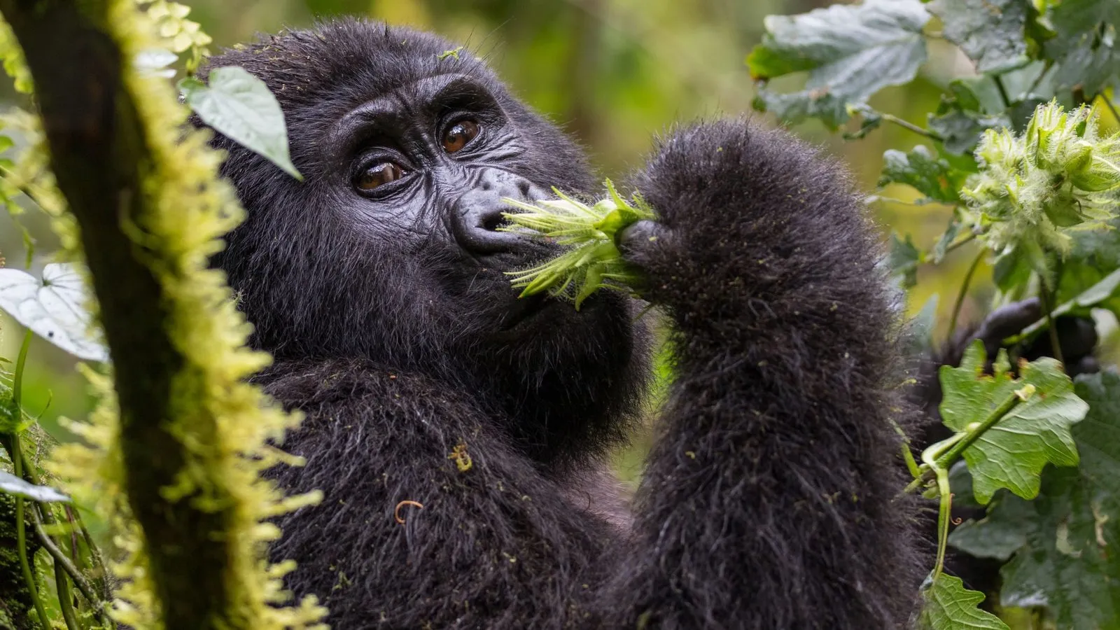 A mountain gorilla eating green leaves among the moss-covered trees of a rainforest