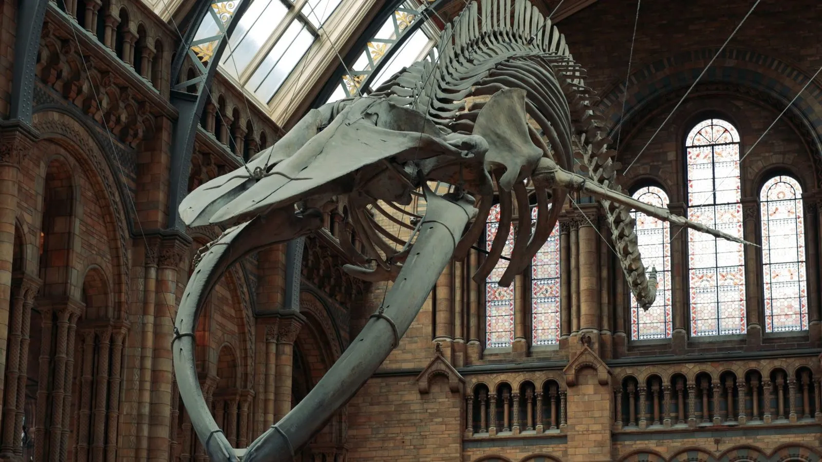A blue whale skeleton hanging from the ceiling of the Natural History Museum's main hall in London